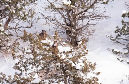 José Manuel Castrillo Pérez<br/>
"Amor bajo la nieve"<br/>
Aves en su entorno