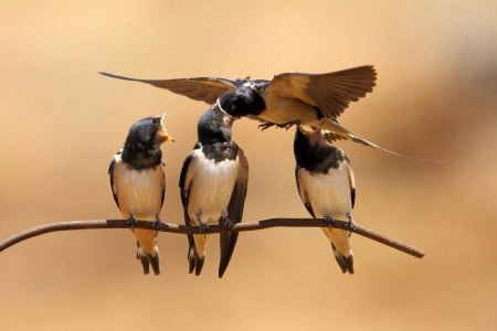 Gerardo Colaleo<br/>
"Golondrina alimentando a sus bebés"