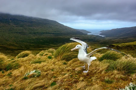 Daniel López Velasco<br/>
"Albatros al viento"<br/>
Aves en su entorno