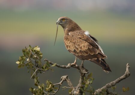 alberto garcía santervás honor a su nombre