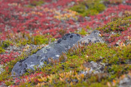 another rock héctor cordero