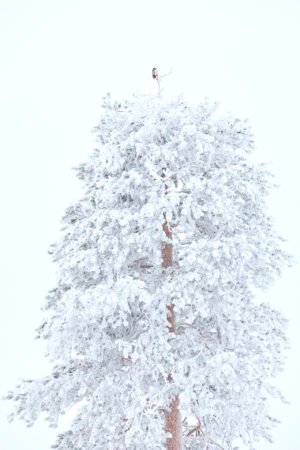 arbol de navidad javier lafuente