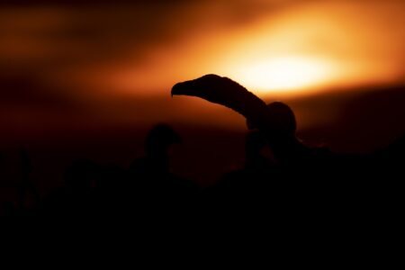 Jesús Mata Santamaría<br/>
'Buitre Leonado'<br/>
