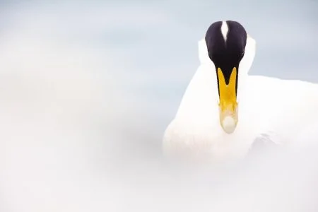 eider à duvet