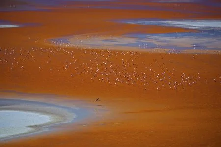 c2 impressionistic flamingos stefan schütter