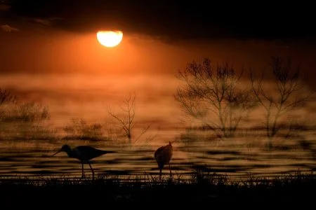 c4 cigueñuelas al atardecer javier herranz casellas