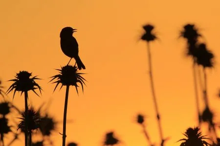 c5 contraluz al atardecer andrés luis domínguez blanco