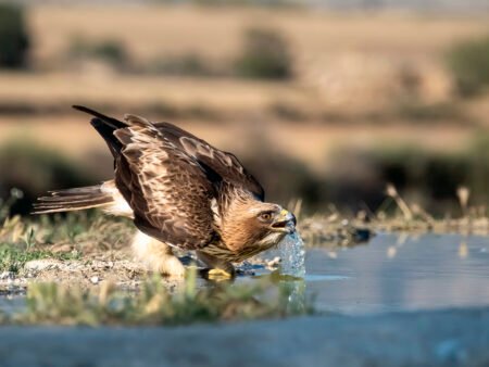 calzada saciando la sed juan carlos cambronero montoiro