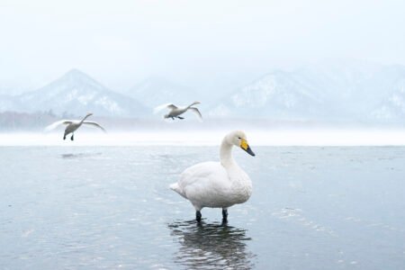 cisnes en el agua miryam fidalgo