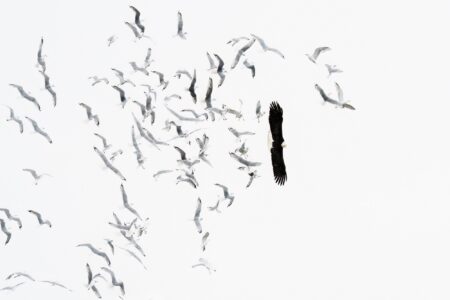 david vs goliath daniel lópez velasco