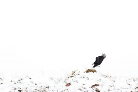 descenso forzado alfredo lópez hernangómez