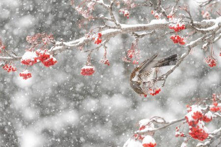 eating berries under snowstorm (turdus pilaris) massimiliano manuel paolino