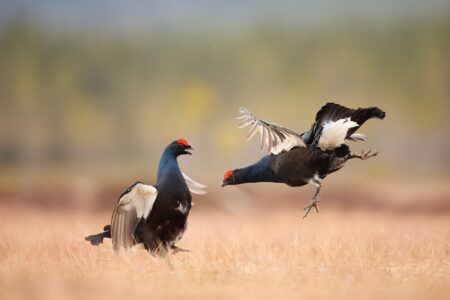 el eco del instinto gregorio garrido ricote