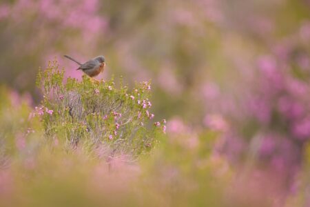 el reino de la rabilarga antonio liébana