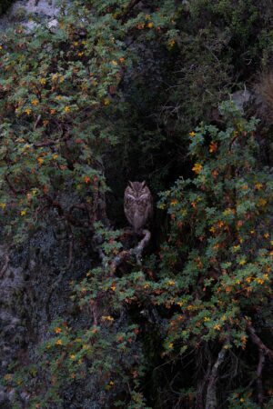 el tucuquere y el tabaquillo serafin robert horst