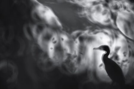 ensoñación manuel enrique gonzález carmona