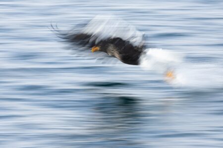 estelar gregorio garrido ricote