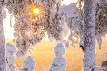 Mikko Oivukka<br/>
"Estrella de invierno"