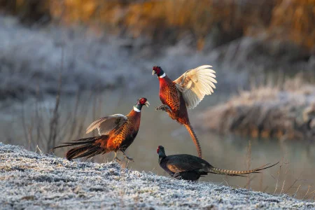 Maurizio Lanini<br/>
"Fight at dawn"