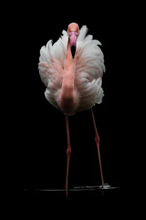 Xabi Ramos<br/>
"Flamenco rosa"