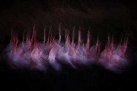 Jonathan Lhoir<br/>
"Flamingos"