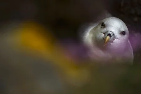 Lalith Ekanayake<br/>
"Fulmar Beauty"