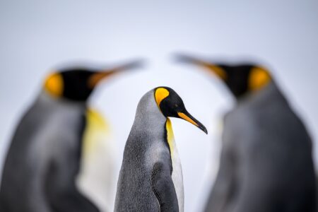 ganador c1 renato granieri frame