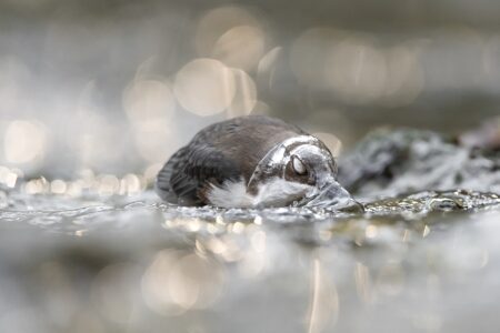 ganador c3 massimiliano manuel paolino breaking point