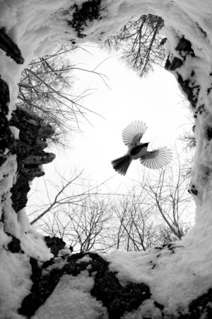 ganador c5 good day to fly marina gavrikova