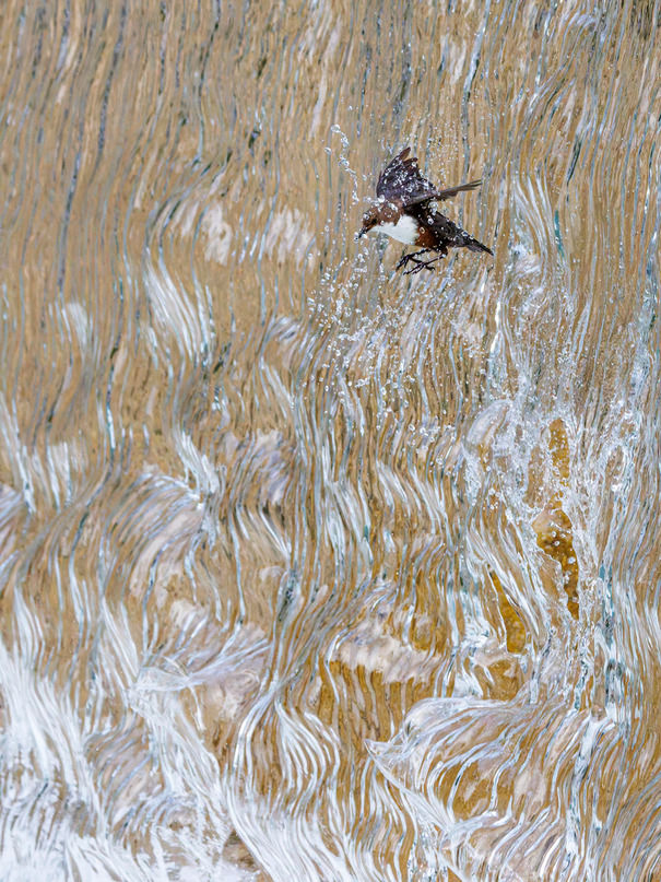 dipper (cinclus cinclus), flying through waterfall, alps, bavaria, germany, europe
