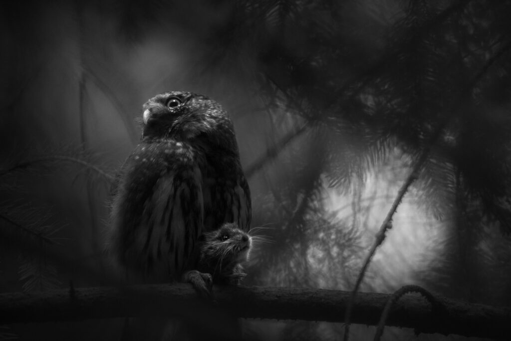 pygmy owl with a mouse