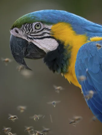 César Gil Mayo<br/>
"Honey Parrot"