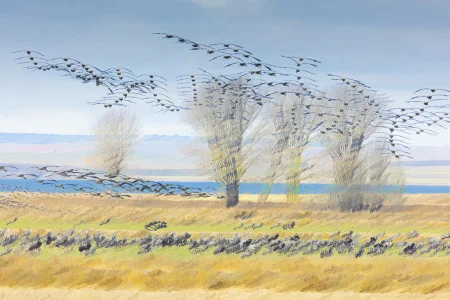 Uge Fuertes Sanz<br/>
"Impresionismo"<br/>
Visión artística de las aves
