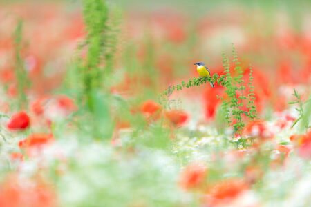 in the flowering meadow massimiliano manuel paolino