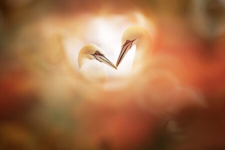 josé pesquero lovers