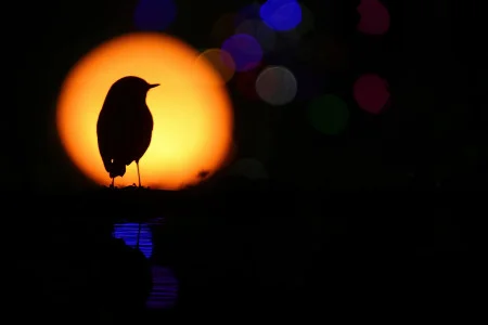 Joaquín Figueredo González<br/>
"Juego de luces"<br/>
Fotógrafo extremeño