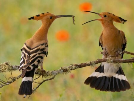 la hora de la comida juan carlos cambronero montoiro