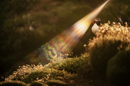 lights jose pesquero