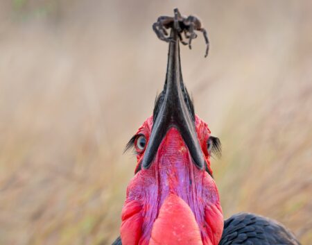 mencion c1 cesar gil mayo ofrenda