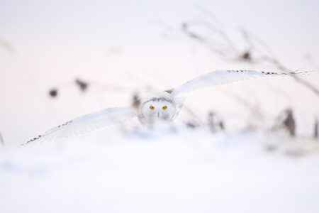 mencion c3 antonio liébana entre ramas