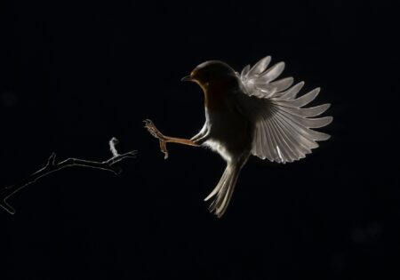 mencion c5 llegada manuel montero guzmán