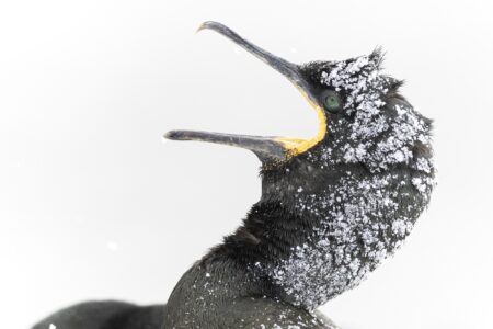 maría josé martínez gadea grito