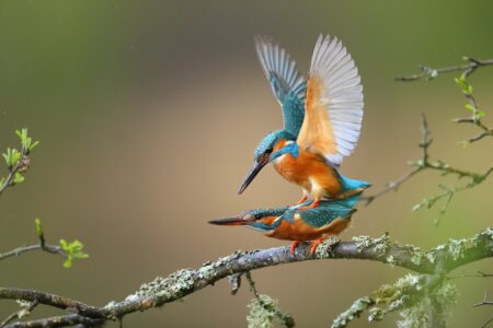 mating kingfishers remo savisaar