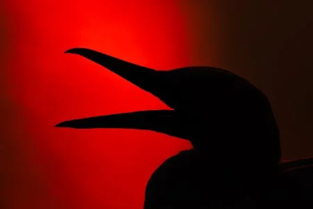 mencionc5 silhouette maksymilian paczkowski