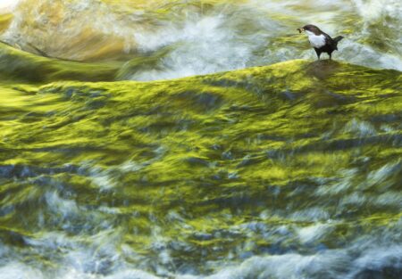 milro aquático joão cosme