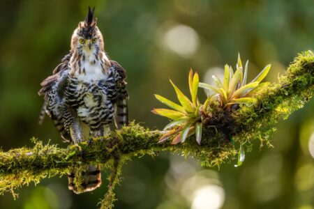 Óscar díez martínez hornatus