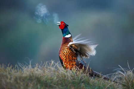 pheasant jakubowski radomir