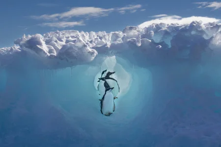 Scott Portelli<br/>
"Refuge"