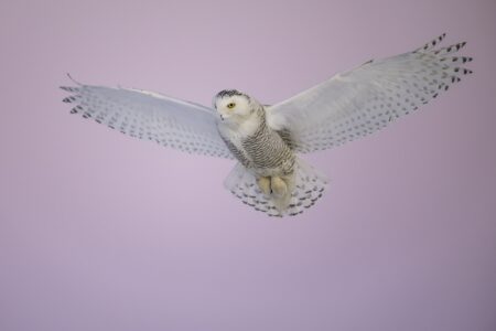 ricardo perealta ayala cernido espiritual