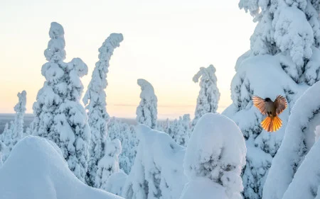 Mikko Oivukka<br/>
"Siberian Jay in Flight"